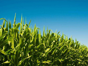 星空体育app官网入口:4月17日“农产品批发价格200指数”比昨日下降021个点